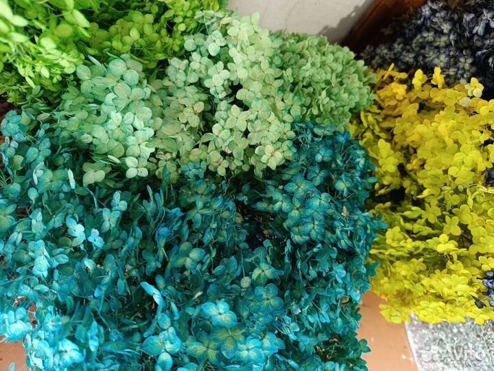 Гортензия стабилизированная