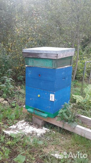 Пчелы. Ульи