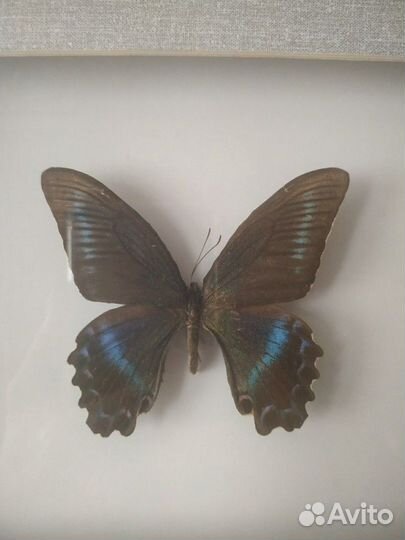 3.Бабочка в коллекцию. Большая. натуральная
