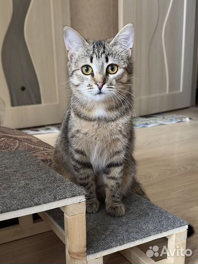 Кошка в дар 6-7 мес