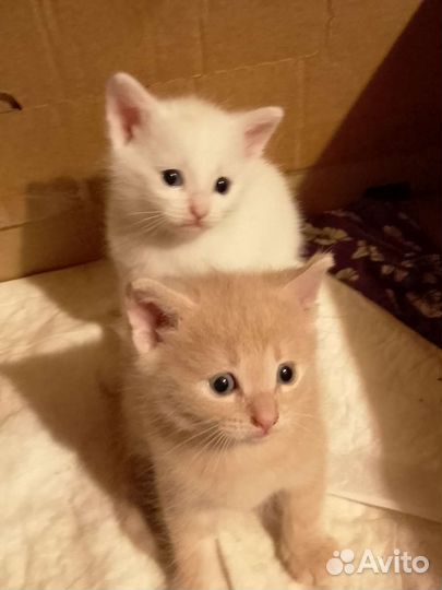 Котята в добрые руки бесплатно