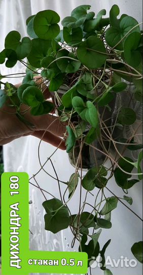 Комнатные цветы шефлера