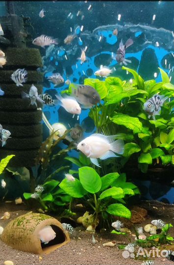 Сапфировый попугай, аквариум 20л., Цихлиды