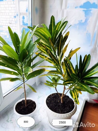 Кротон вариегатный Sunny Star