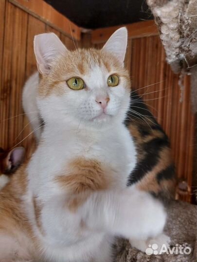 Кошка 2 года