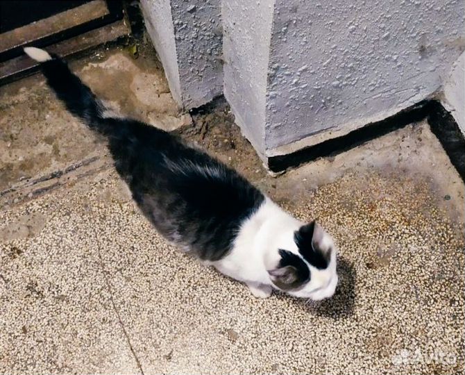 Кот Лунтик ищет дом