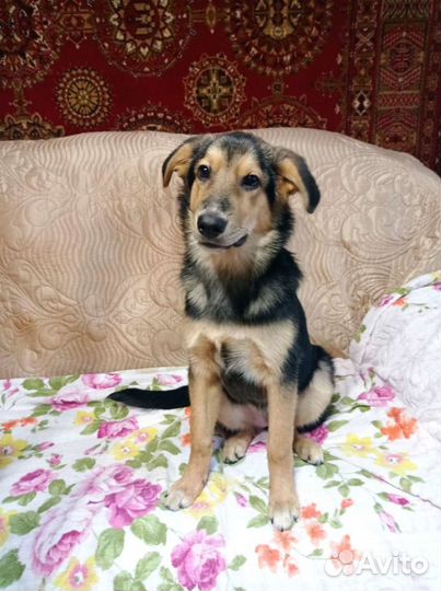 Девочка в добрые ручки