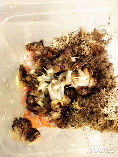 Улитки Ахатины Альбино