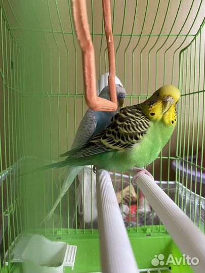 Волнистый попугай