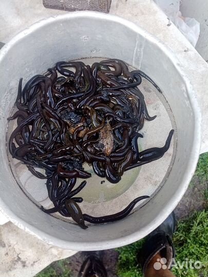 Пиявка для рыбалке