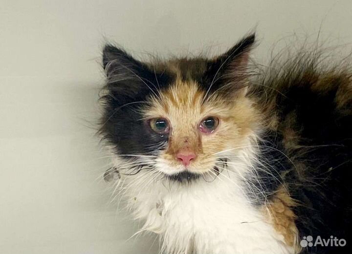 Трёхцветная Бруна (3 месяца) принесёт счастье