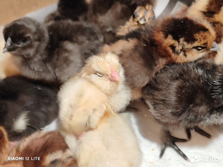 Цыпленок Лакеданзи