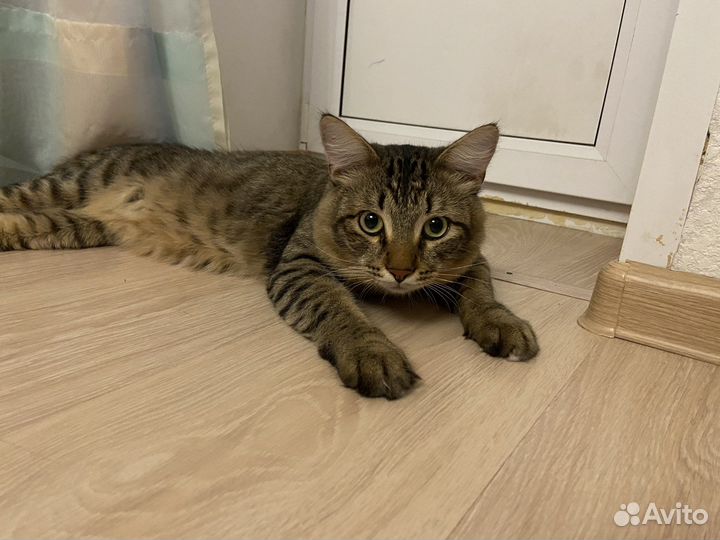 Кот на вязку