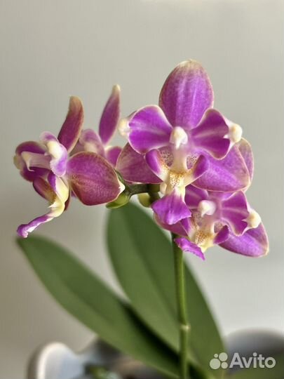 Орхидея фаленопсис