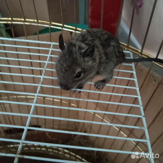 Чилийские белки дегу