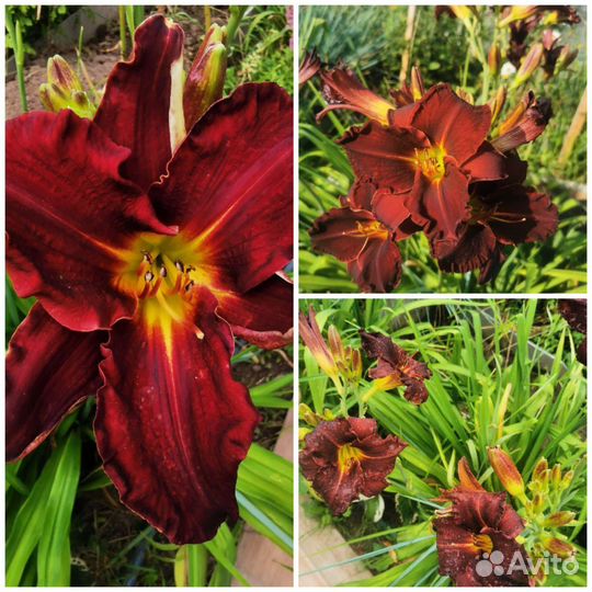 Лилейники,Хризантемы,Гортензия,Монарда и др