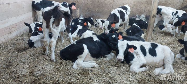 Бычки,телята,быки