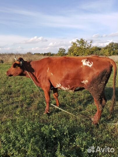 Продаётся корова