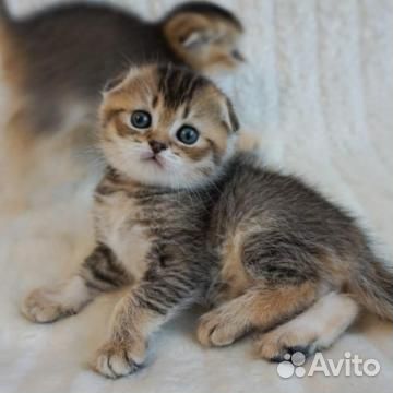 Вислоушка и прямоушка окрас черное золото