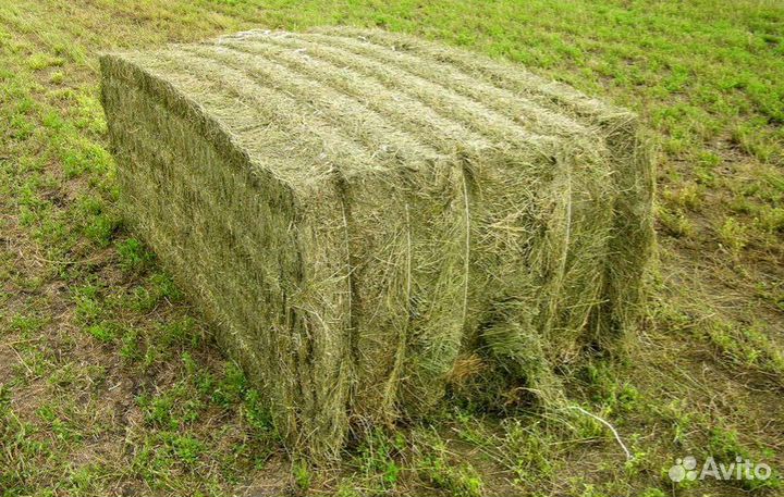 Сено в брикетах и в мешках