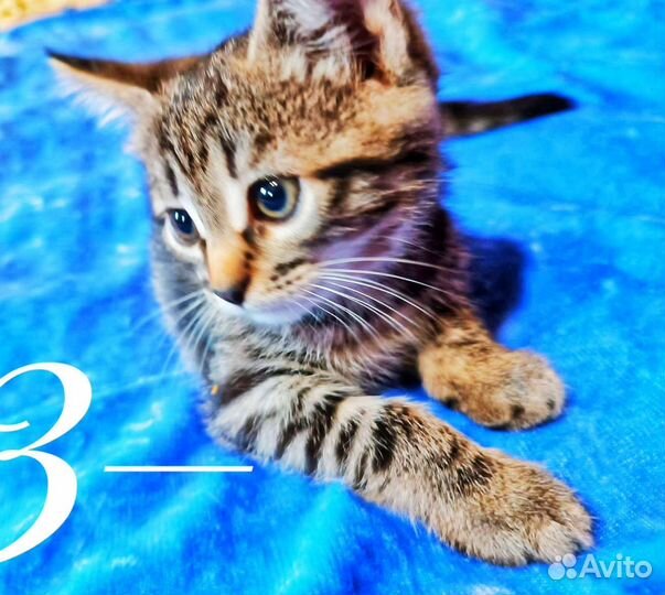 Котята в дар