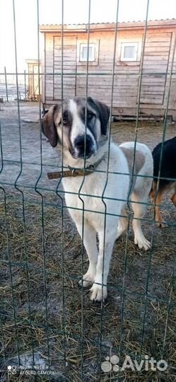 Алабай в добрые руки