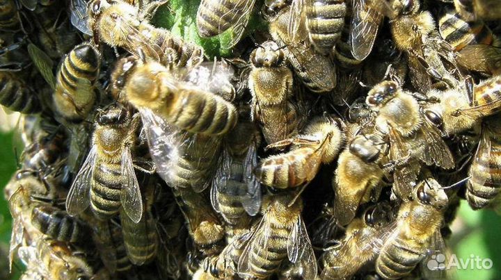 Живые пчелы для апитерапии