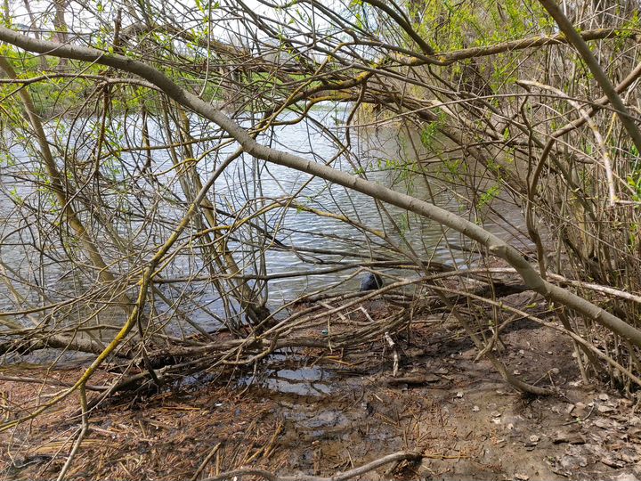 Участок 71,5 сот. (СНТ, ДНП)