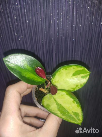 Хойя Аустралис Лиза