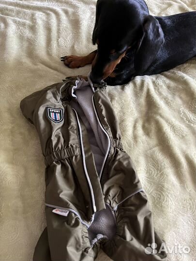 Комбинезон для таксы мальчика