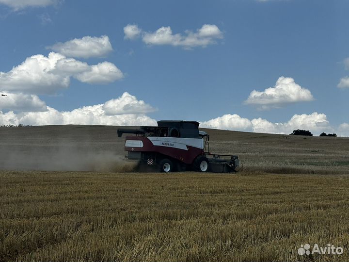 Пшеница 2024 года