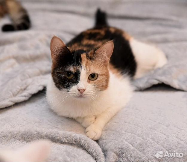 Кошка Цыпа