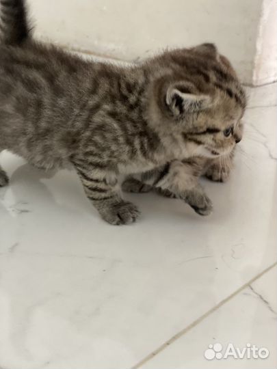 Шотландский котенок