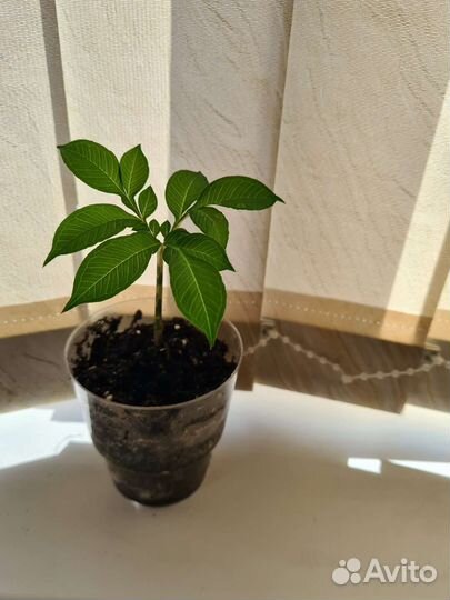 Аморфофаллус