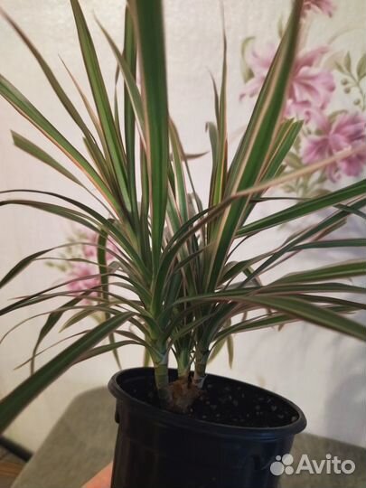 Драцена трехцветная