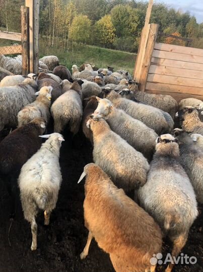 Овцы бараны ягнята