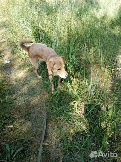 Передержка животных на время отпуска