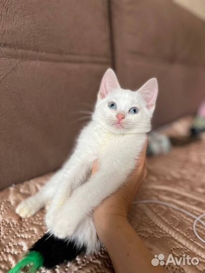 Турецкая ангора котенок в дар