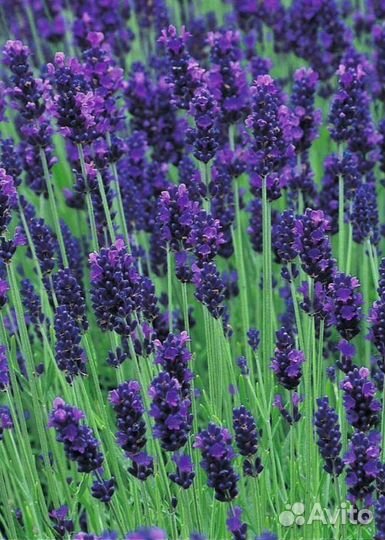 Лаванда