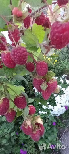 Саженцы Малины и клубники