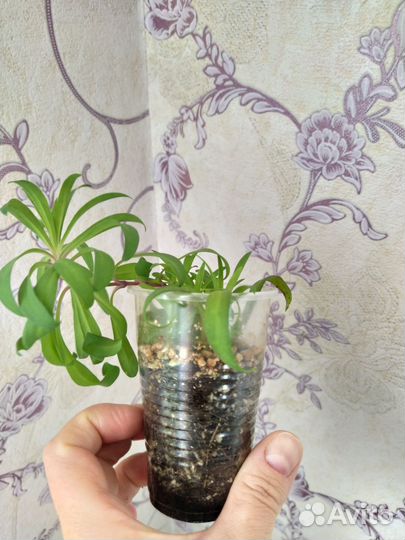 Комнатные цветы