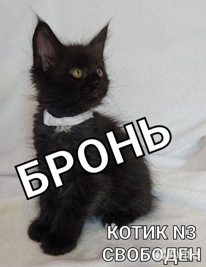 Котята Мейн-Кун
