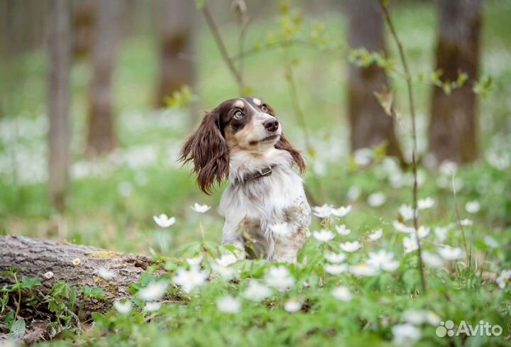 Такса кроличья длинношерстная пайболд вязка