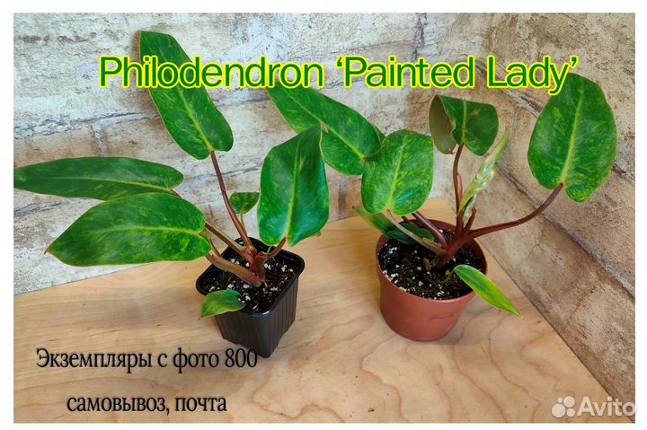 Мирт, колеусы, филодендрон, Псевдоэнтератум