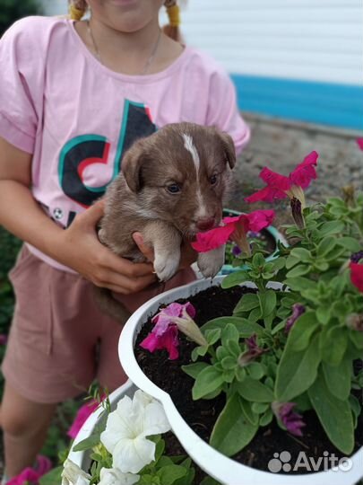 Щенок в добрые руки