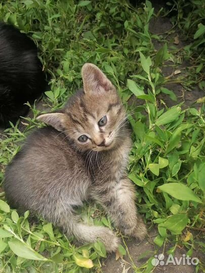 Котята в добрые руки бесплатно