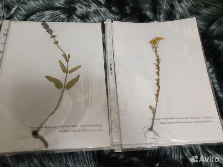 Гербарий из 20 лекарственных растений
