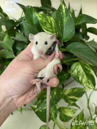 Крыса дамбо - малыши, разный окрас