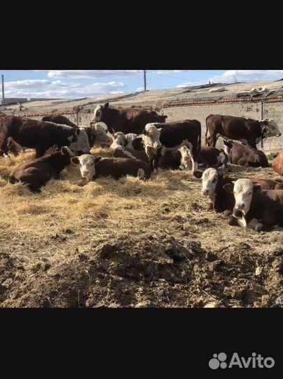 Быки оптом казахские белоголовые