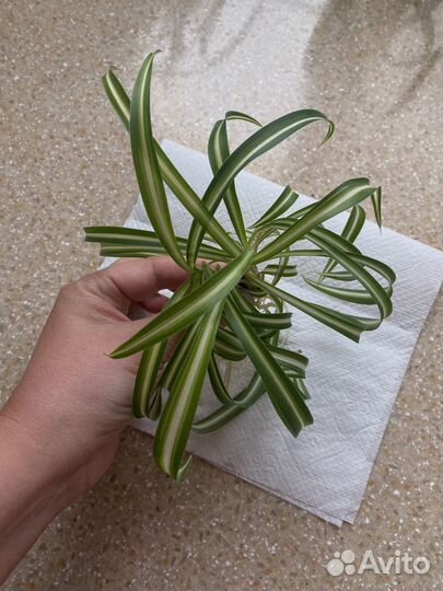 Хлорофитум кудрявый